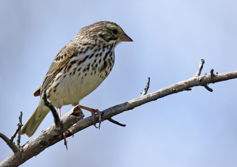 Savannah Sparrow (Passerculus sandwichensis) US Florida - Merritt Island National Wildlife Refuge