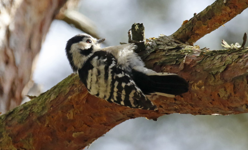  Lesser Spotted Woodpecker (Dryobates minor) Nationaal Park de Meinweg, Limburg