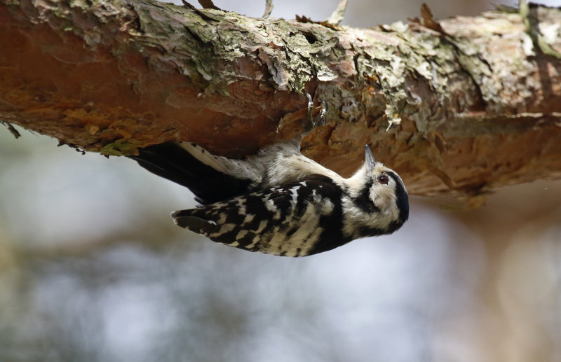 Lesser Spotted Woodpecker (Dryobates minor) Nationaal Park de Meinweg, Limburg