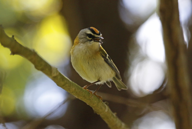 Madeira Firecrest (Regulus madeirensis) Monte Botanical Garden - Funchal - Madeira