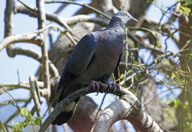 Trocaz Pigeon (Columba trocaz) Palheiro Gardens - Madeira