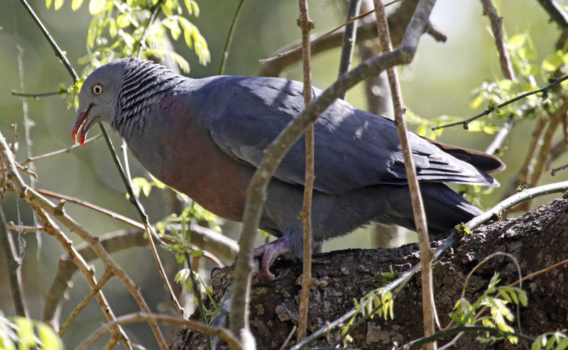 Trocaz Pigeon (Columba trocaz) Palheiro Gardens - Madeira