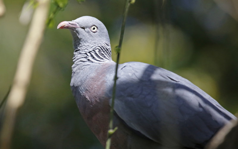 Columbiformes: Columbidae - Doves, Pigeons
