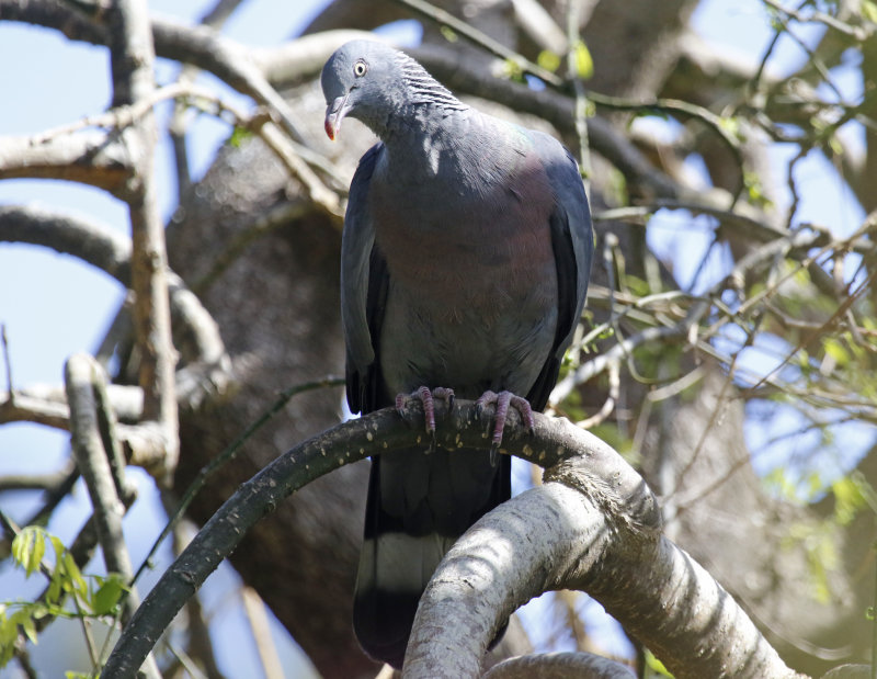 Trocaz Pigeon (Columba trocaz) Palheiro Gardens - Madeira