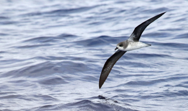 Zino's Petrel (Pterodroma madeira) Madeira, Windbirds Pelagic trip