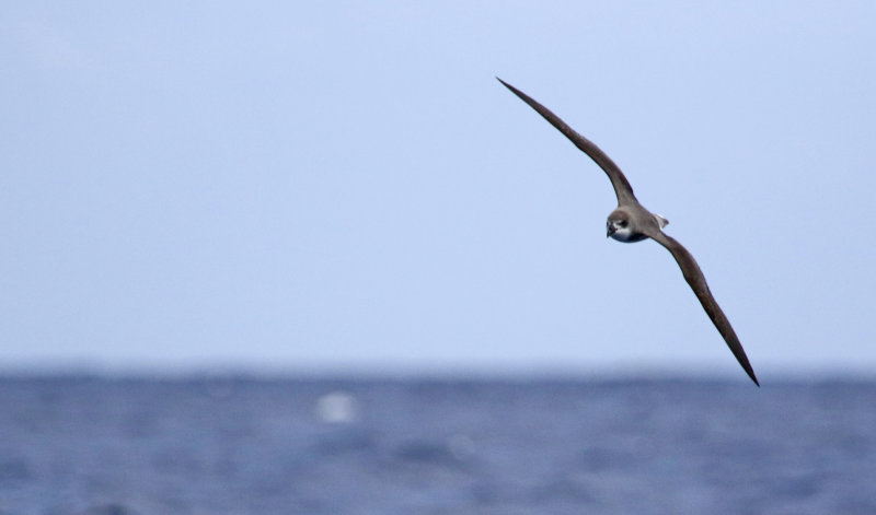 Desertas Petrel (Pterodroma deserta) Madeira, Windbirds Pelagic trip