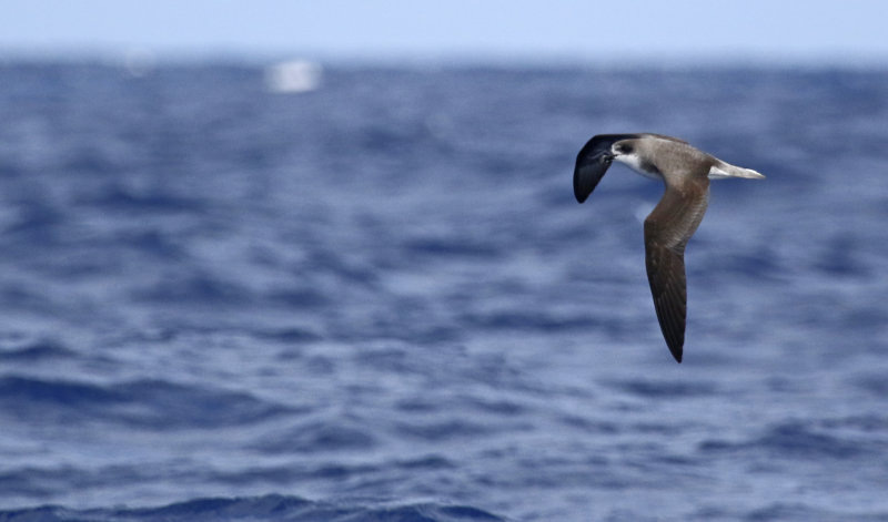 Desertas Petrel (Pterodroma deserta) Madeira, Windbirds Pelagic trip