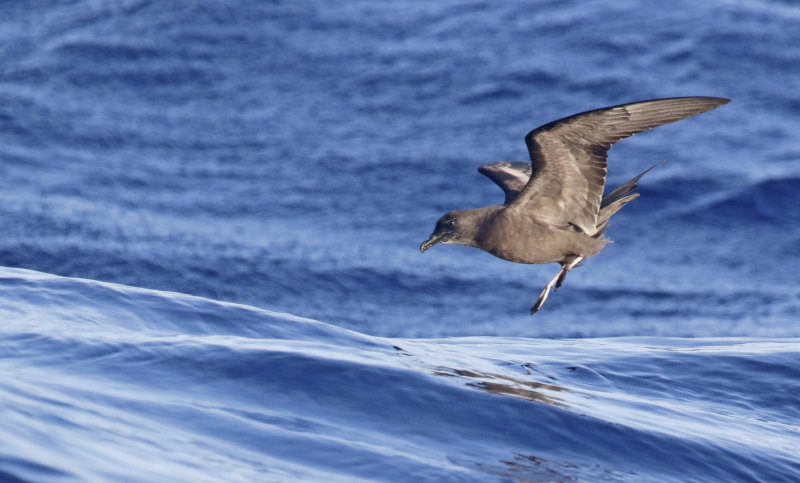Bulwer's Petrel (Bulweria bulwerii) Madeira, Windbirds Pelagic trip