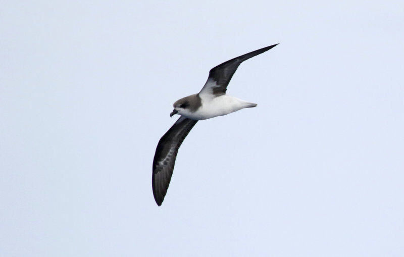 Zino's Petrel (Pterodroma madeira) Madeira, Windbirds Pelagic trip
