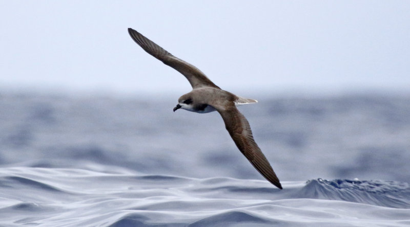 Macaronesia: Canary Islands & Madeira - Birds and Nature