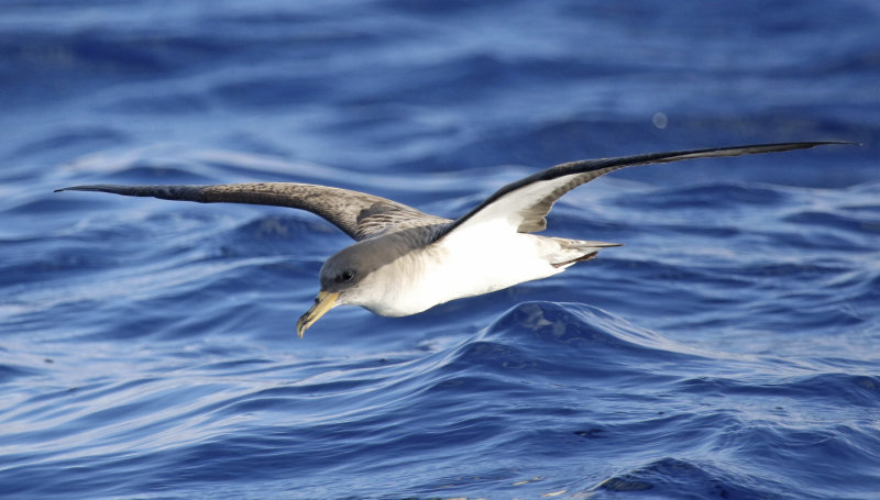 Cory's Shearwater (Calonectris borealis) Madeira, Windbirds Pelagic trip