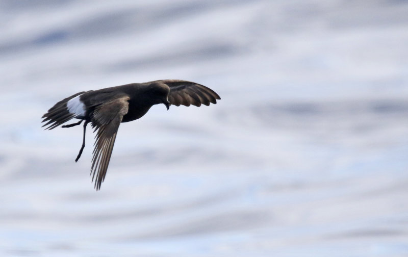 European Storm-Petrel (Hydrobates pelagicus) Madeira, Windbirds Pelagic trip