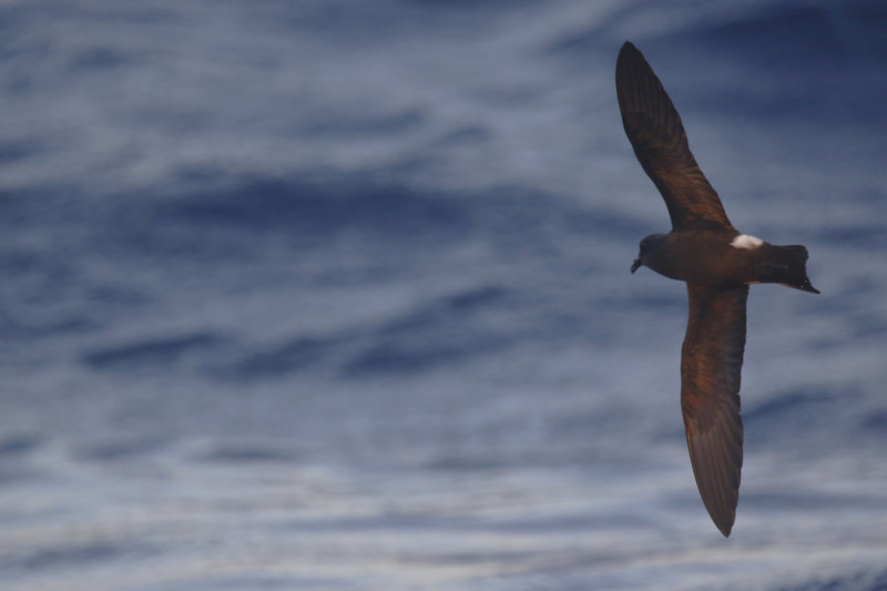 Band-rumped (Madeiran) Storm-Petrel (Oceanodroma castro) Madeira, Windbirds Pelagic trip