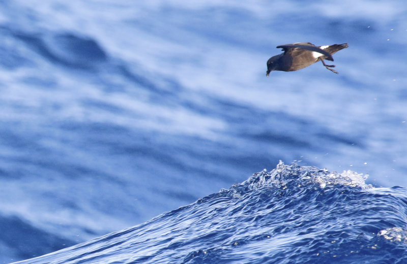 Band-rumped Storm-Petrel (Oceanodroma castro) Madeira, Windbirds Pelagic trip