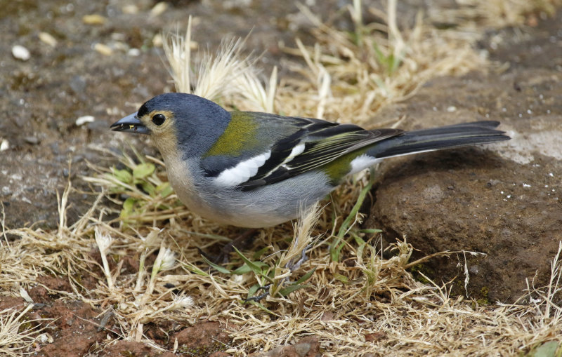 Madeira Chaffinch (Fringilla maderensis) Madeira - Parque Natural do Ribeiro Frio