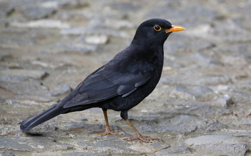 Common Blackbird ssp cabrerae (Turdus merula cabrerae) Monte Botanical Garden - Funchal - Madeira