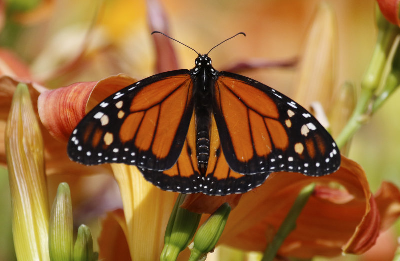 American Monarch (Danaus plexippus) Madeira - Funchal