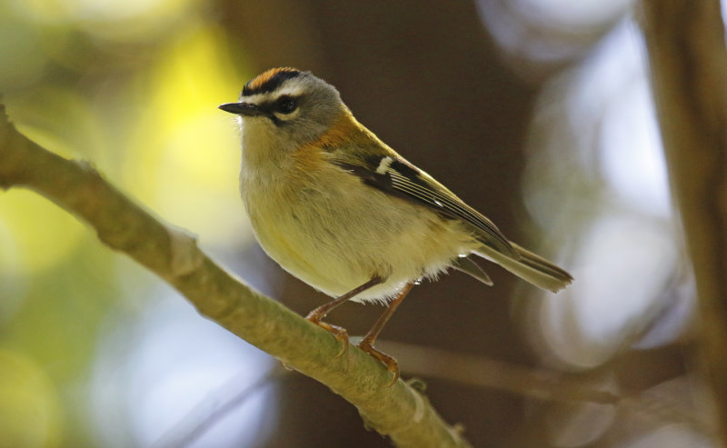 Madeira Firecrest (Regulus madeirensis) Monte - Funchal - Madeira