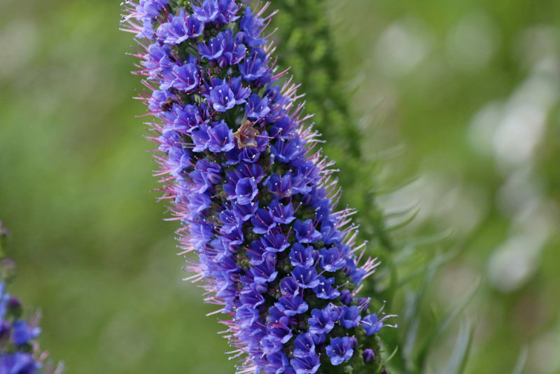 Pride of Madeira (Echium candicans) Madeira - Parque Natural do Ribeiro Frio