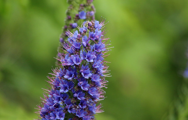 Pride of Madeira (Echium candicans) Madeira - Parque Natural do Ribeiro Frio