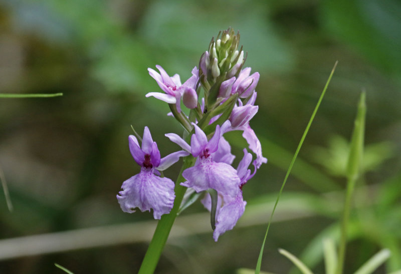 Madeiran Orchid (Dactylorhiza foliosa ) Madeira - Parque Natural do Ribeiro Frio