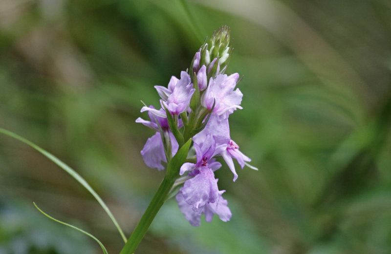 Madeiran Orchid (Dactylorhiza foliosa ) Madeira - Parque Natural do Ribeiro Frio