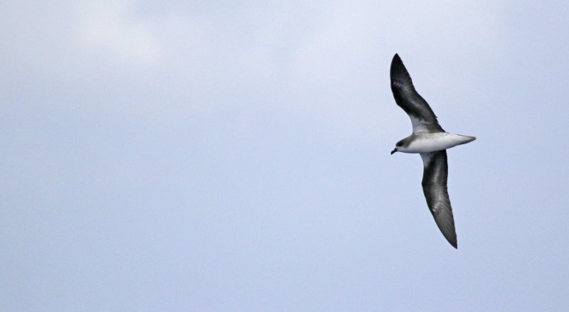 Zino's Petrel (Pterodroma madeira) Madeira, Windbirds Pelagic trip