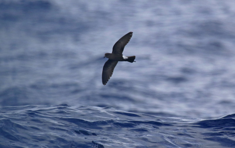 Wilson's Storm-Petrel (Oceanites oceanicus) Madeira, Windbirds Pelagic trip