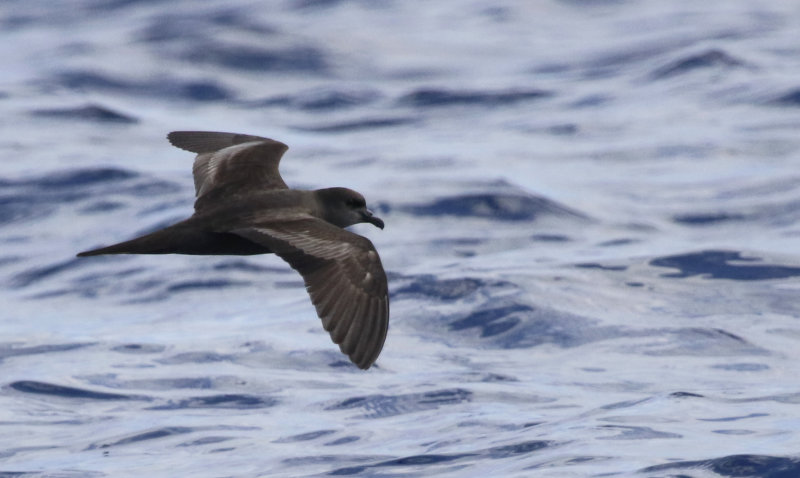Bulwer's Petrel (Bulweria bulwerii) Madeira, Windbirds Pelagic trip