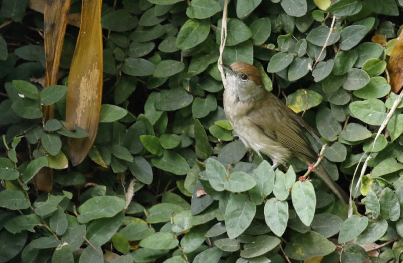 Eurasian Blackcap ssp heineken (Sylvia atricapilla heineken) Monte Botanical Garden - Funchal - Madeira