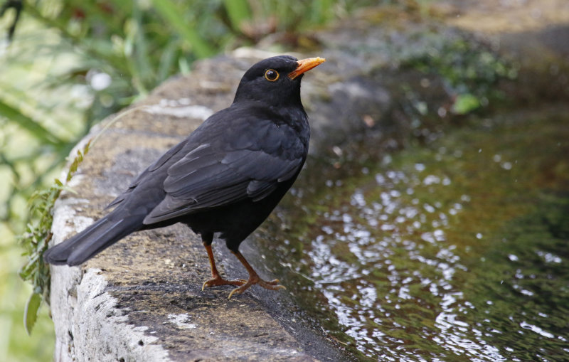 Common Blackbird ssp cabrerae (Turdus merula cabrerae) Monte Botanical Garden - Funchal - Madeira