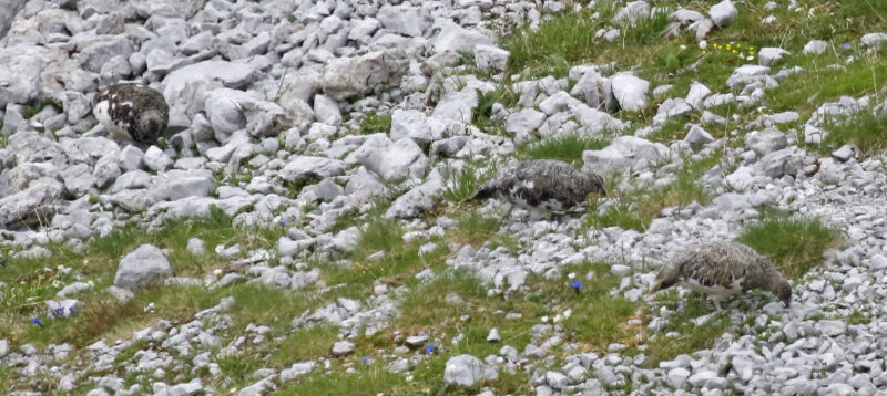 Rock Ptarmigan (Lagopus muta helvetica) Germany - Bayern - Westliche Karwendelspitze