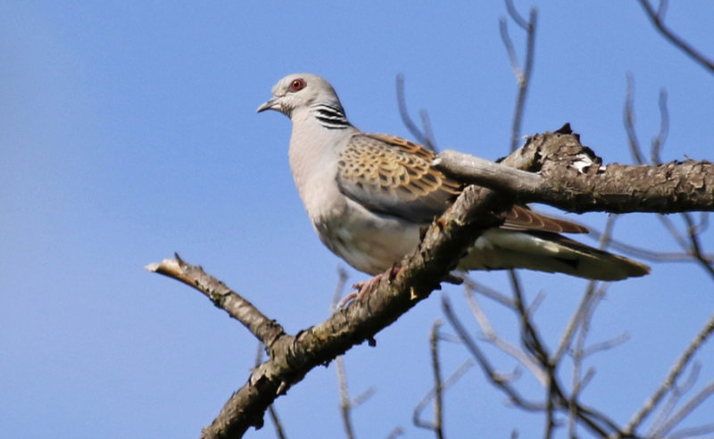 European Turtle-Dove (Streptopelia turtur) Germany - Bayern - Hutung am Gigert