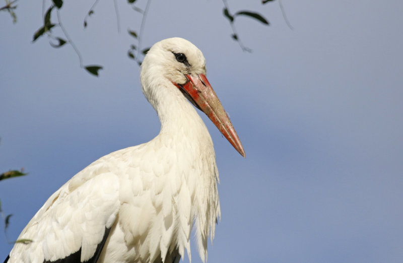 White Stork (Ciconia ciconia) Switzerland - Stadt Zürich