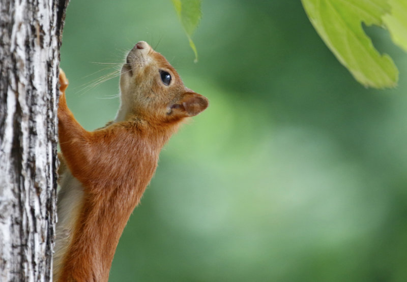 Eurasian Red Squirrel (Sciurus vulgaris) Germany - Mainz
