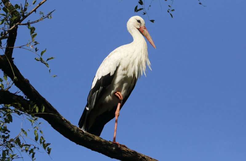 White Stork (Ciconia ciconia) Switzerland - Stadt Zürich