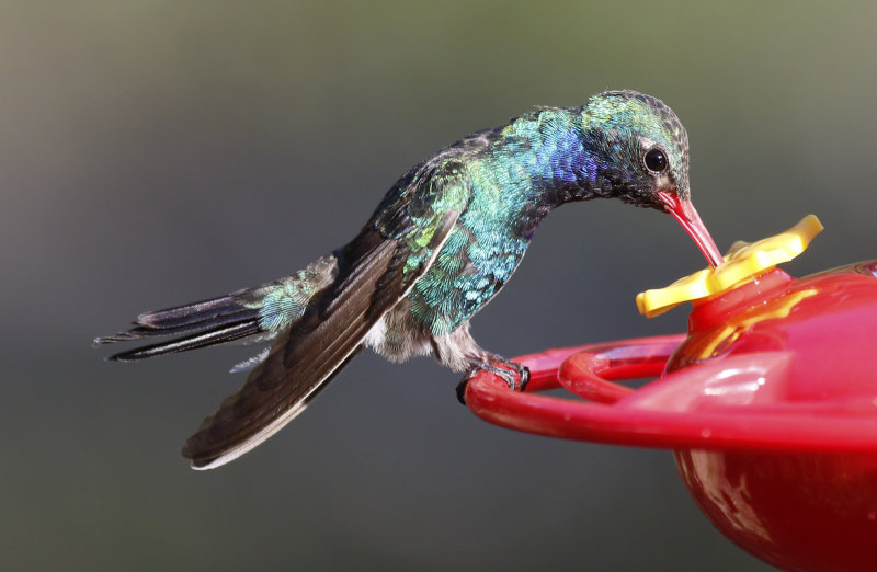 Broad-billed Hummingbird (Cynanthus latirostris magicus) Arizona - Madera Canyon, Santa Rita Lodge