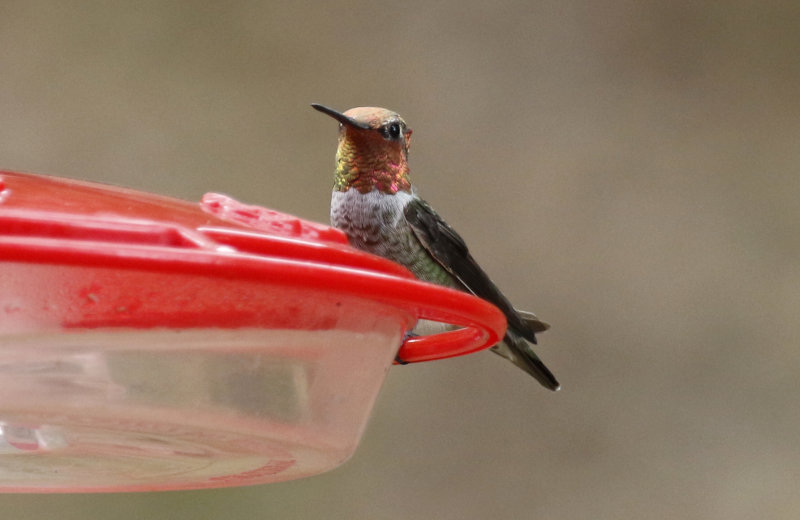 Anna's Hummingbird (Calypte anna)