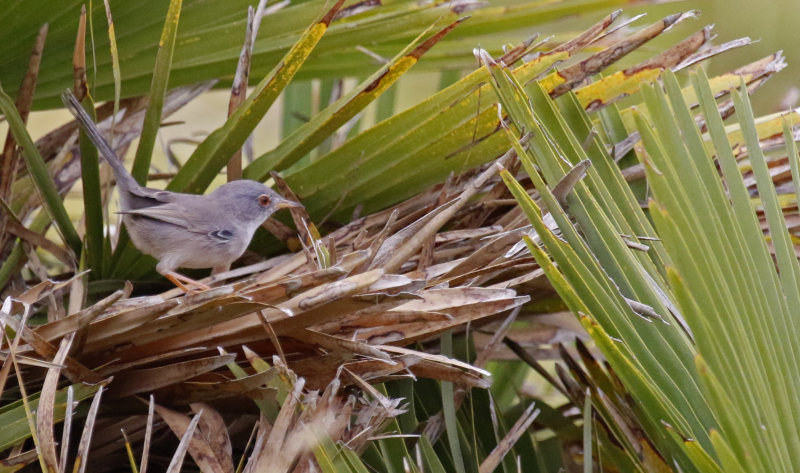 Balearic Warbler (Curruca balearica) Mallorca - Coves Blanques / Cornavaques