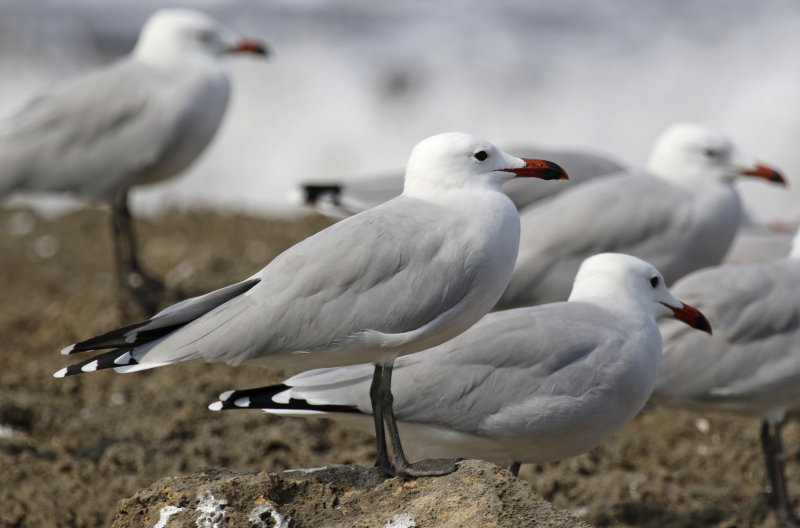 Audouin's Gull (Ichthyaetus audouinii) Mallorca - Can Picafort