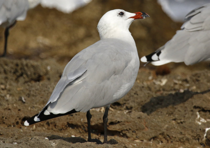 Audouin's Gull (Ichthyaetus audouinii) Mallorca - Can Picafort