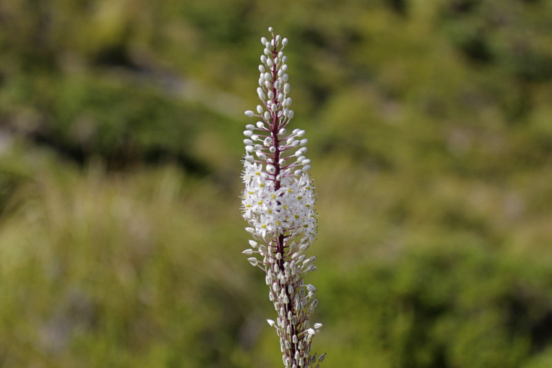 Maritime squill (Drimia maritima) Mallorca - Boquer Valley