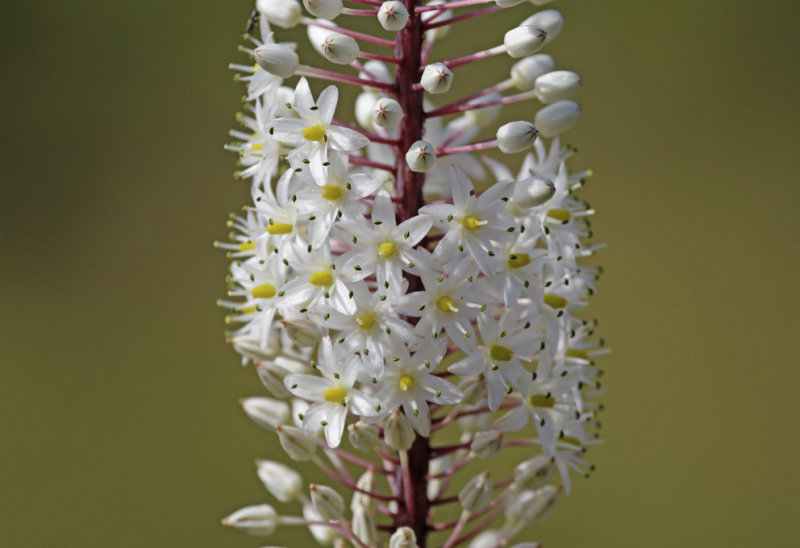 Maritime squill (Drimia maritima) Mallorca - Boquer Valley