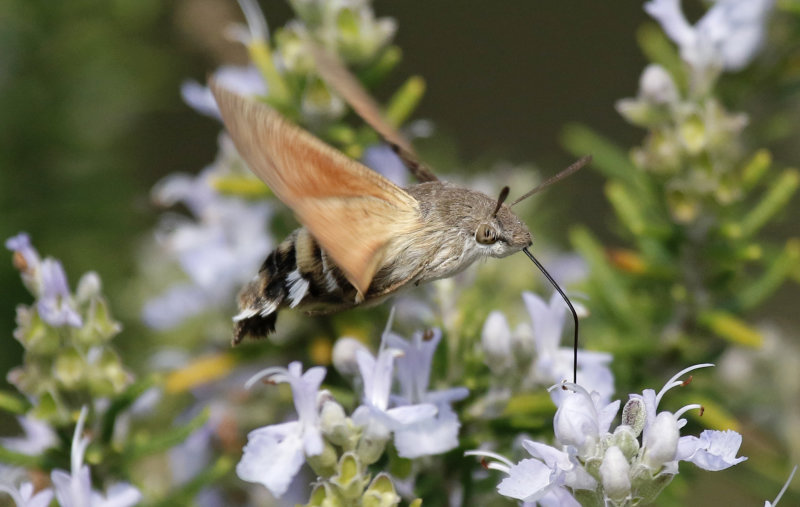 Humming-bird Hawk Moth (Macroglossum stellatarum) Mallorca - Can Picafort