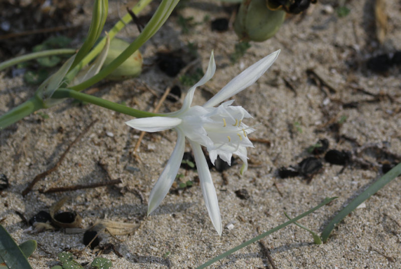 Sea-daffodil (Pancratium maritimum) Mallorca - Can Picafort