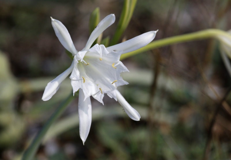 Sea-daffodil (Pancratium maritimum) Mallorca - Can Picafort