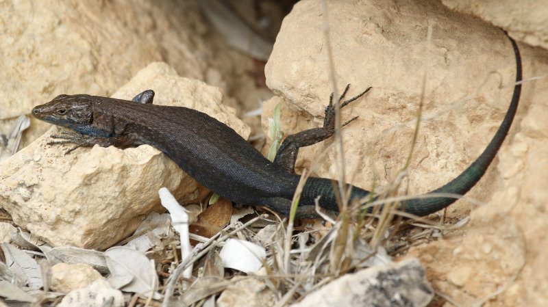 Lilford's wall lizard (Podarcis lilfordi) Mallorca - Archipielago de Cabrera NP.