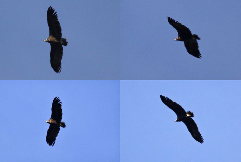 Cinereous Vulture (Aegypius monachus) Mallorca - Serra de Tramuntana - Centro Forestal CEFOR