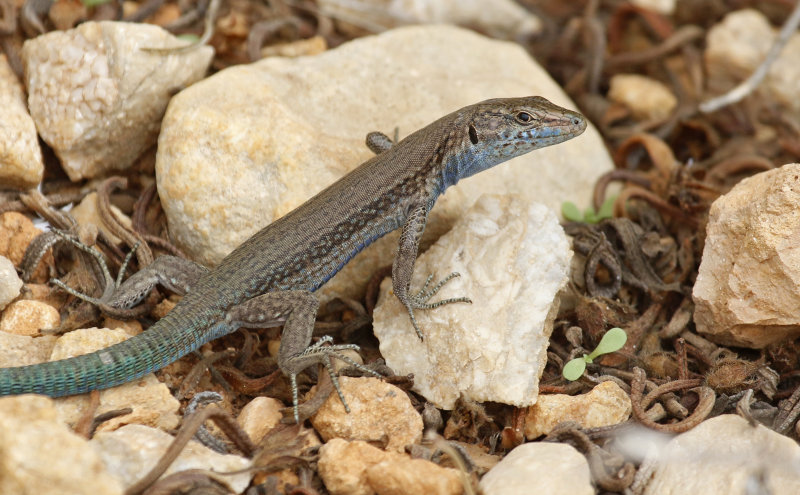 Lilford's wall lizard (Podarcis lilfordi) Mallorca - Archipielago de Cabrera NP.
