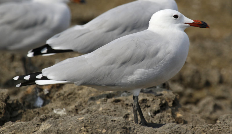 Audouin's Gull (Ichthyaetus audouinii) Mallorca - Can Picafort